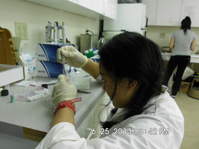 Senior Maria Furukawa carries out the last phase of her YSP research procedure. Working with graduate student Ms. Lisa Luo, she extracted hormones from stream water through a days-long experimental procedure. 