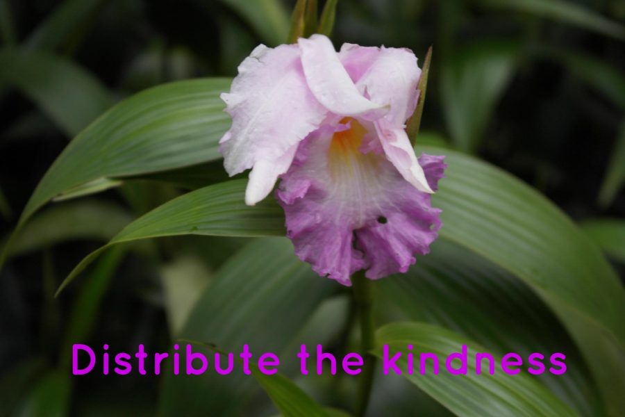 Giving someone a flower is an act of kindess. 
