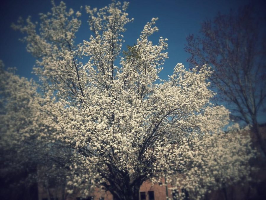 A pear tree blossoms in the McIntosh courtyard.