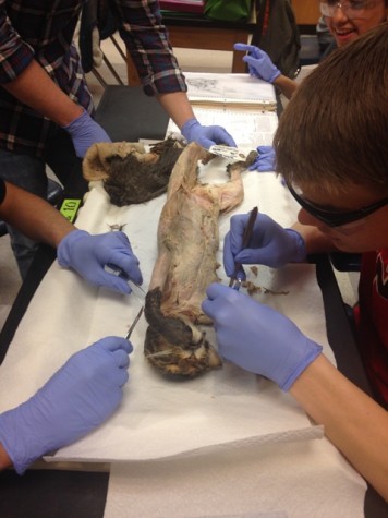 Students dissect a cat.