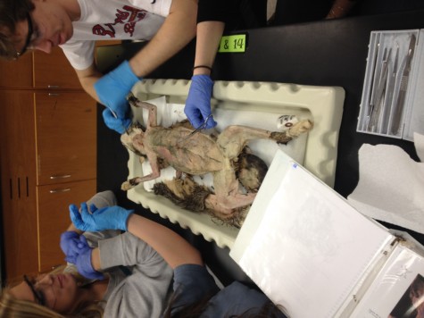 Students prepare to open the body cavity of a cat.