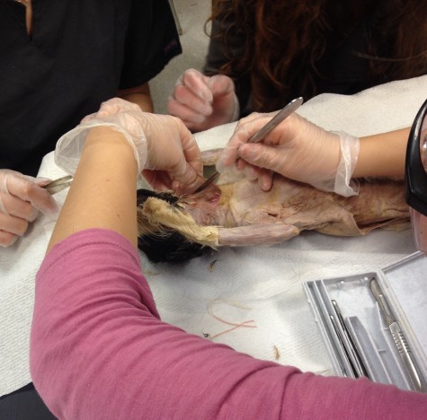 Students slice into the throat of a cat.