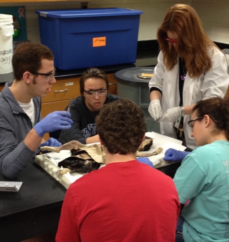 Anatomy teacher Mae-Lee Terrell teaches seniors Chandler Birrell, Ally Cox, Darby Smith and Chris Costello how to properly dissect their cat.