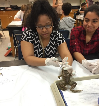 Freshman, Kenidee Sellers prepares for the first incision.