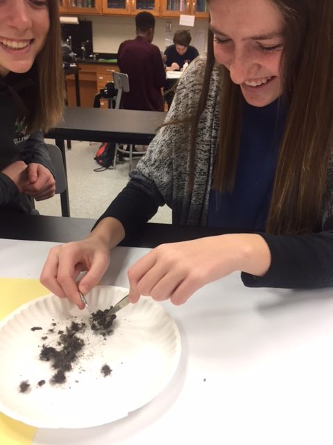 Freshmen+perform+owl+pellet+dissections+in+the+classroom.