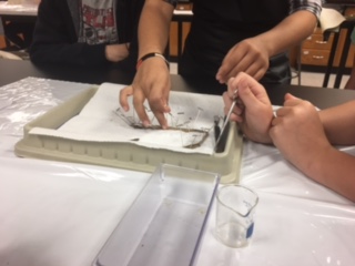 Students dissect worms during lab.