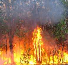 Devastating Bush-Fires Spread Throughout Australia