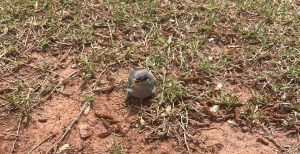 The second bird found. This is the baby bird and the location it was found in. Its beak is open as it chirps in protest. On the birds right side its right leg appears to be injured. 