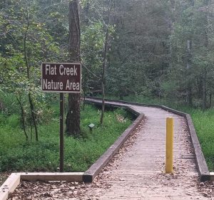 A photo of Flat Creek Nature area, right by the Greenbelt where to Deer Management Program is taking place. 